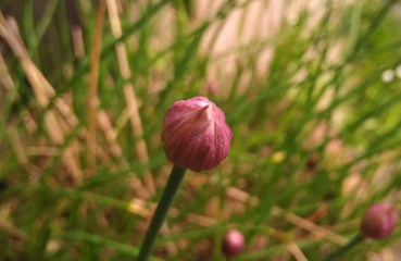 Colorful flowers during spring. Slovakia