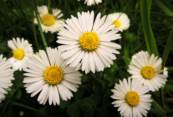 Daisies in the grass. Slovakia
