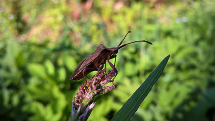 Bug on the leaf and grass