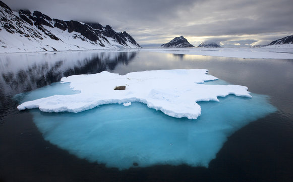 Walrus (Odobenus rosmarus) on ice, Spitsbergen, Svalbard, Norway, June 2009. WWE INDOOR EXHIBITION. UNAVAILABLE FOR COMMERCIAL USE WITHOUT PRIOR CONSENT.
