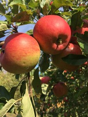 Apples on the apple tree