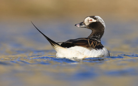Long tailed duck (Clangula hyemalis) on water, Spitsbergen, Svalbard, Norway, June 2009