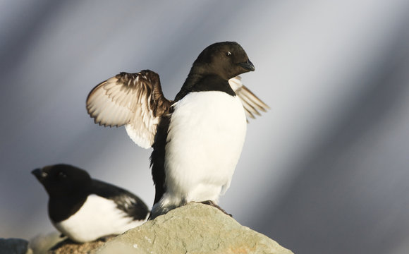 Little auk (Alle alle) stretching wings on rock, Spitsbergen, Svalbard, Norway, June 2009