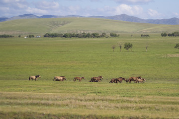Fototapeta na wymiar Small Herd of Horses Running in Mongolia