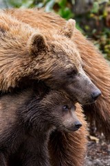 grizzly mit cub