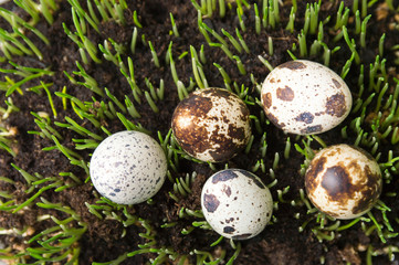 Organic quail eggs on growing wheat