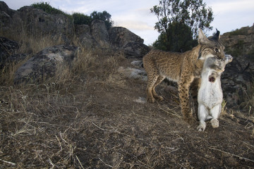 Wild Iberian lynx (Lynx pardinus) male carrying rabbit prey, Sierra de Andújar Natural Park,...