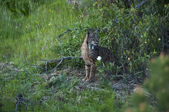 Wild Iberian lynx (Lynx pardinus) female emerging from undergrowth, Sierra de And&uacute;jar Natural Park, Mediterranean woodland of Sierra Morena, north east Ja&eacute;n Province, Andalusia, Spain, April 2009, Critically endangered