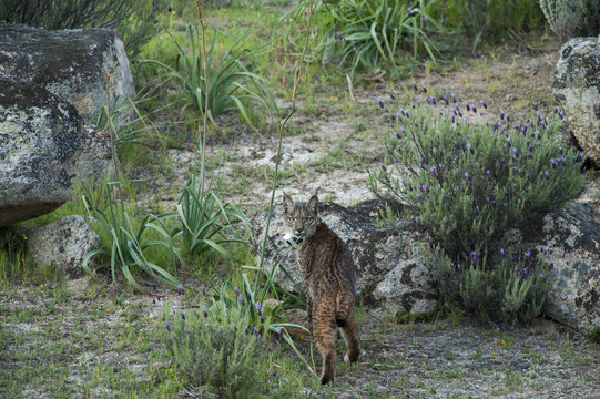 Wild Iberian lynx (Lynx pardinus) male, one year, with GPS tracking collar, Sierra de And&uacute;jar Natural Park, Mediterranean woodland of Sierra Morena, north east Ja&eacute;n Province, Andalusia, Spain, April 2009, Critically endangered