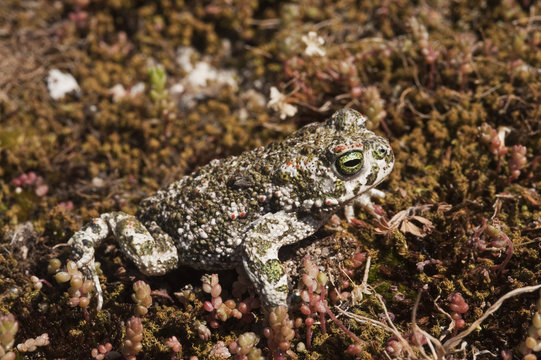 Natterjack toad (Bufo calamita) Sierra de And&uacute;jar Natural Park, Mediterranean woodland of Sierra Morena, north east Ja&eacute;n Province, Andalusia, Spain, April 2009