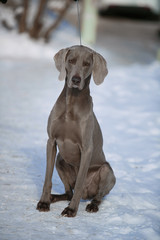 Hunting pointer weimaraner winter in the snow