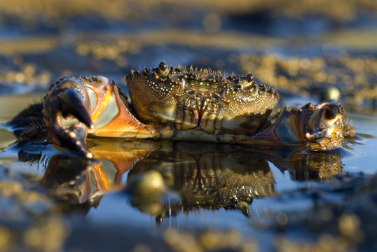 Crab (Eriphia verrucosa) in shallow water, Alentejo, Natural Park of South West Alentejano and Costa Vicentina, Portugal, June 2009