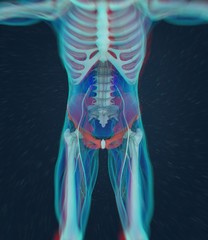 Ilium bone, human anatomy. 3D illustration.
