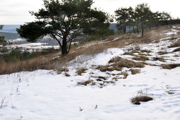 Spring landscape with melting snow and pine trees