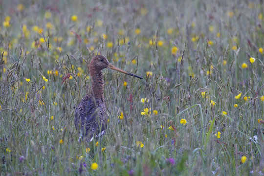 Black tailed godwit (Limosa limosa) amongst flowers in field, Texel, Netherlands, May 2009