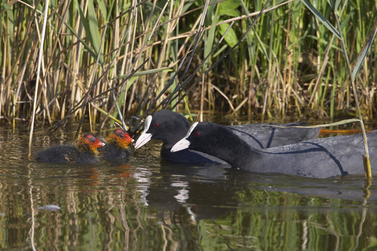 Two Coots (Fulica Atra) with two chicks, Texel, Netherlands, May 2009
