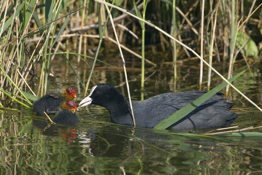 Coot (Fulica Atra) feeding chick, Texel, Netherlands, May 2009