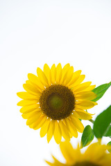 Sunflower against a white sky
