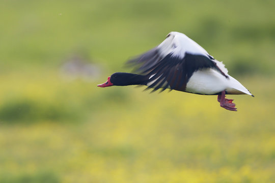 Shelduck (Tadorna tadorna) in flight, Texel, Netherlands, May 2009