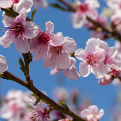 Obraz premium Blossoming peach on a background blue sky