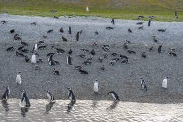 Fototapeta premium Magellanic penguins