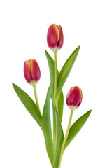 Rote Tulpen auf Weiß