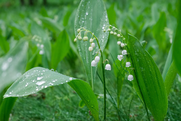Blooming lilies of the valley in the forest in rainy weather