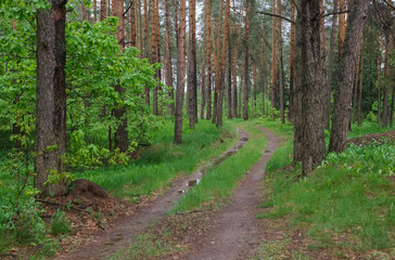 Fototapeta na wymiar Spring landscape in overcast rainy road in the forest