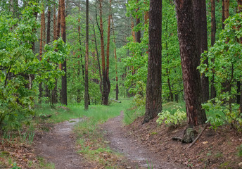 Fototapeta na wymiar Spring landscape in overcast rainy road in the forest