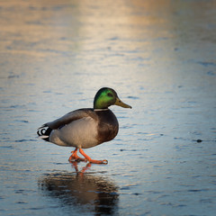 Beautiful duck walks on the frozen lake