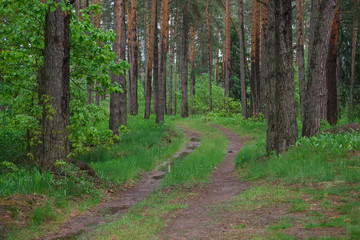 Spring landscape in overcast rainy road in the forest