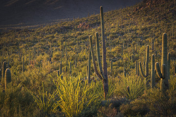 Saguaro National Park outside of Tuscon, Arizona