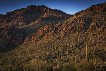 Saguaro National Park outside of Tuscon, Arizona