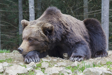 Brown bear sleeping on the ground close-up. animals
