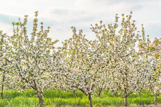 Blossoming apple garden in the evening sun