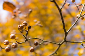 Closeup of Pyrus calleryana tree in autumn with yellow leaves and tiny pear fruit