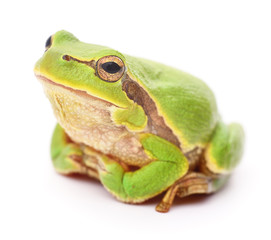 Green frog isolated.