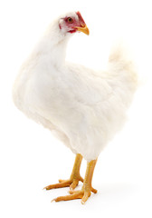 White hen isolated.