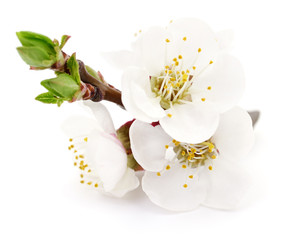 Apricot flowers on white.