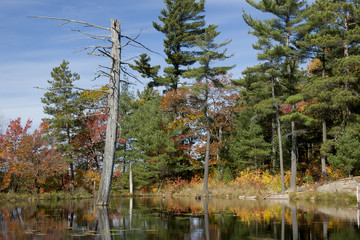 Colourful Marshland