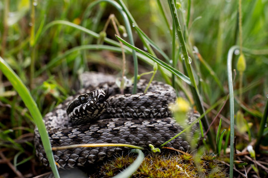 Steppe Viper. poisonous snake