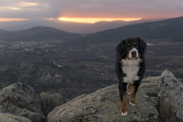 Dog enjoying the sunset from the top of the mountain
