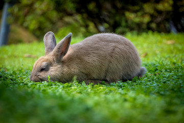 Hase