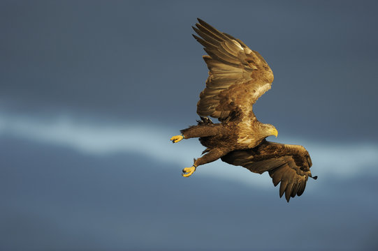 White tailed sea eagle (Haliaeetus albicilla) in flight, North Atlantic, Flatanger, Nord-Tr&oslash;ndelag, Norway, August 2008