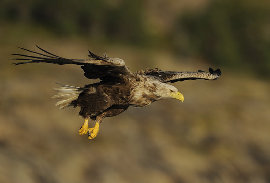 White tailed sea eagle (Haliaeetus albicilla) in flight, North Atlantic, Flatanger, Nord-Tr&oslash;ndelag, Norway, August 2008