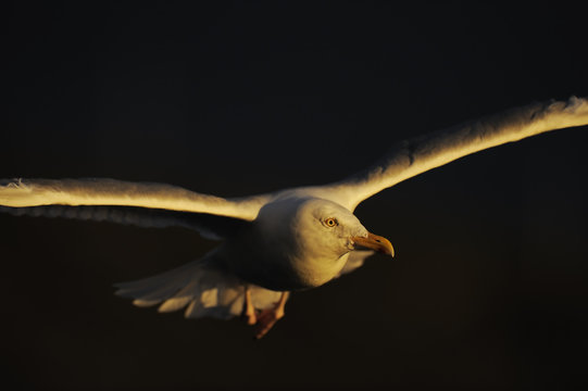 Greater black backed gull (Larus marinus) in flight North Atlantic, Flatanger, Nord-Tr&oslash;ndelag, Norway, August 2008
