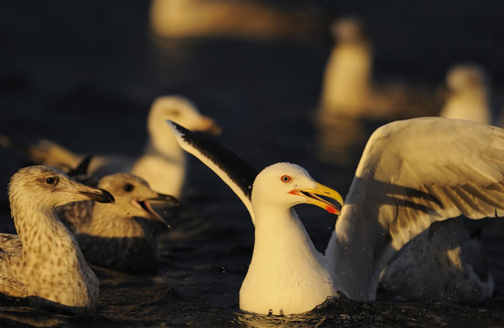 Greater black backed gulls (Larus marinus) adult and juveniles on water, North Atlantic, Flatanger, Nord-Tr&oslash;ndelag, Norway, August 2008