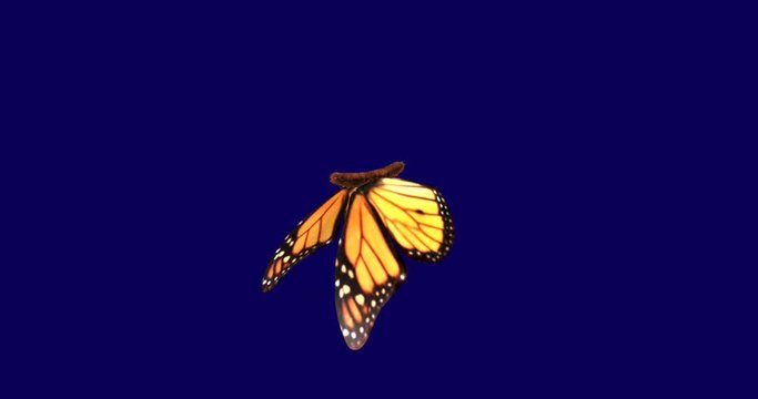 Beautiful Monarch butterfly flapping wings gracefully in slow motion movements. Stylized 3d rendering , animation. Black and white alpha matte included.