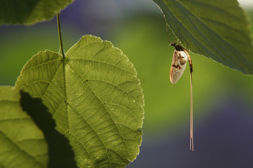 Mayfly (Ephemera Danica) on leaf, Dala river, Götene, Västra Götaland, Sweden, June 2009