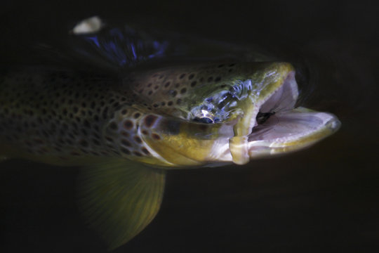 Brown trout (Salmo trutta) with mouth open swallowing Mayfly (Ephemera Danica) Dala river, Götene, Västra Götaland, Sweden, May 2009